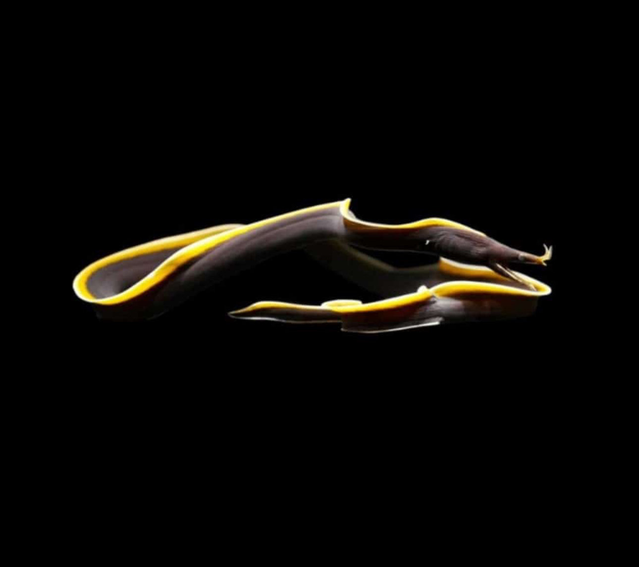 Ribbon Black Eel