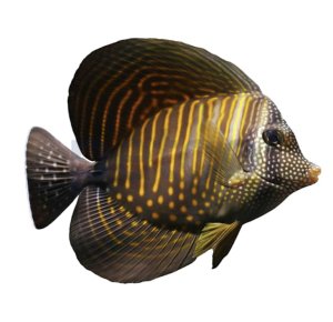 Sailfin Desjardinii Sm Tang