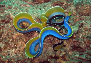 Ribbon Blue Eel