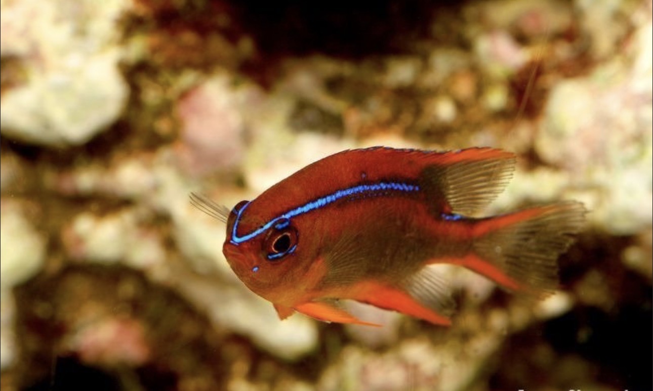 Blue Stripe Damsel