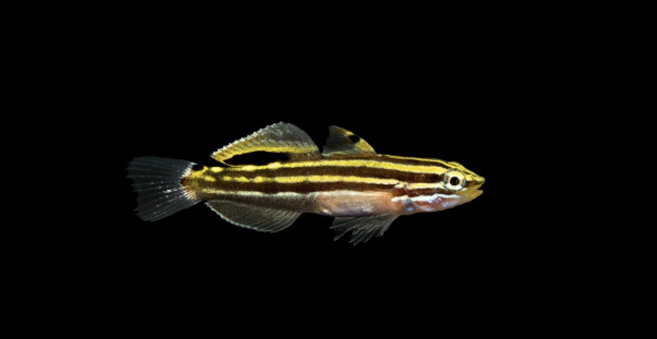 Hector Goby