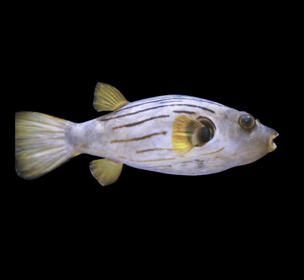 Manilensis Striped Puffer