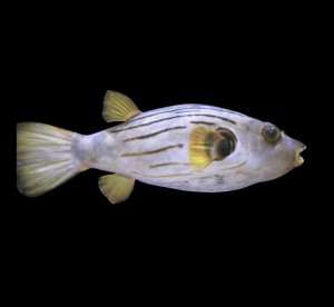 Manilensis Striped Puffer