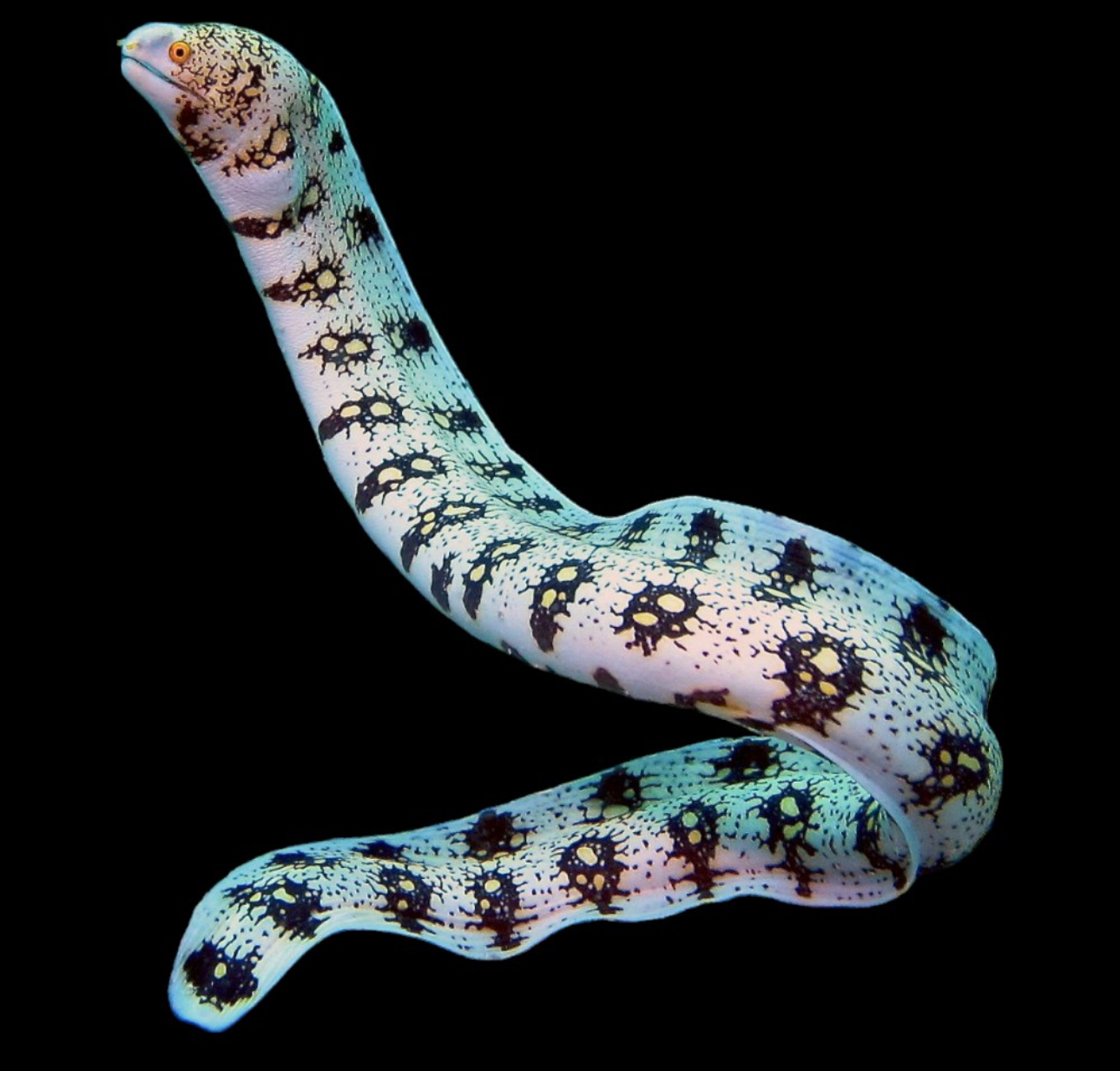 Snowflake Eel