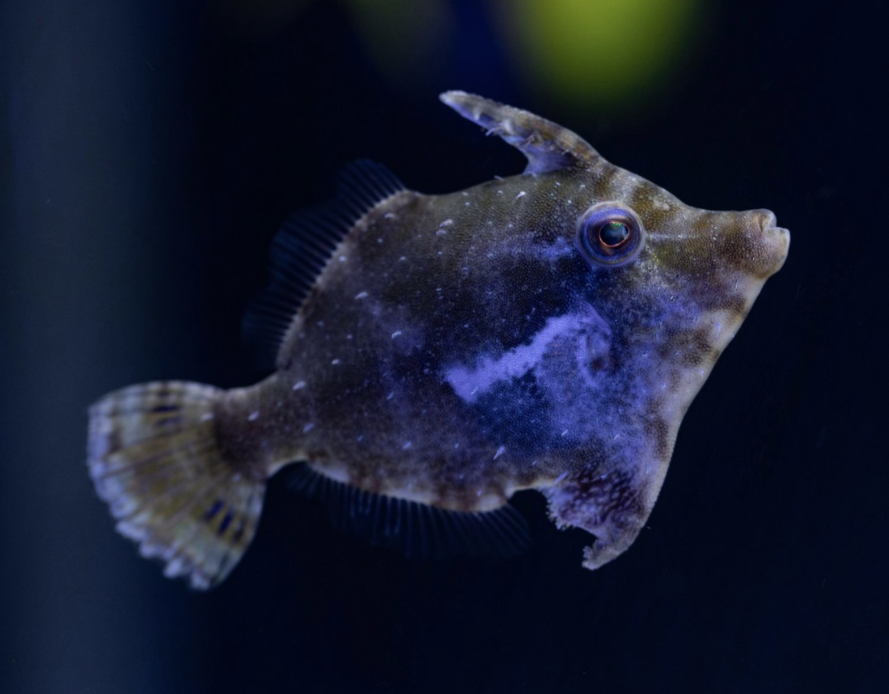 Aiptasia Eating Filefish