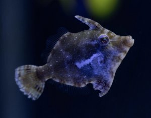 Aiptasia Eating Filefish