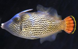 Fantail Red & Org Filefish