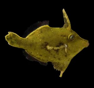 Green Filefish