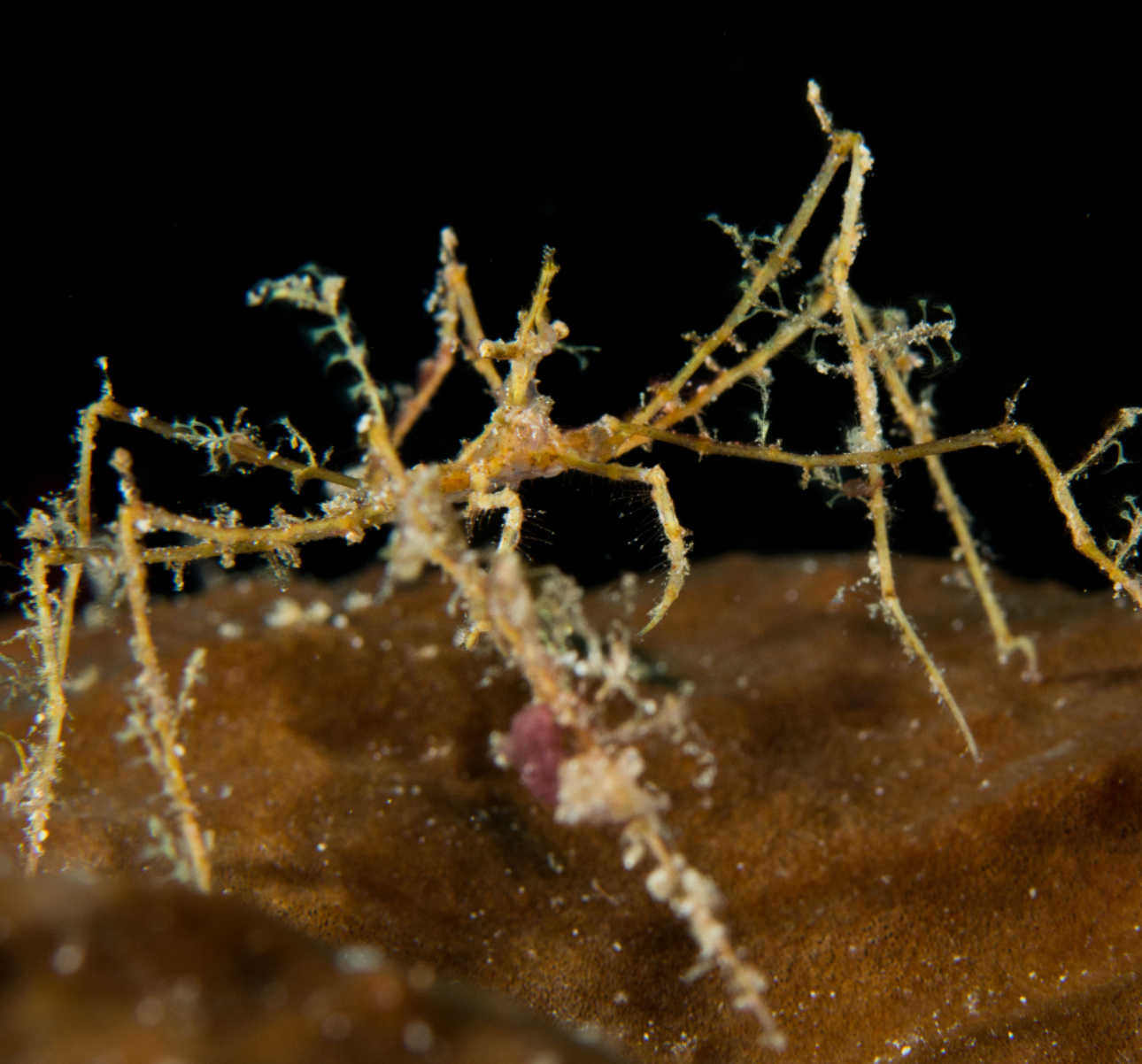 Arrow Frilly Decorator Crab