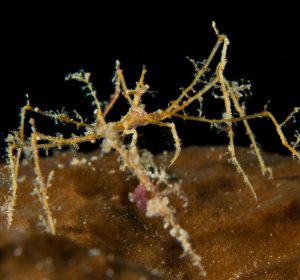 Arrow Frilly Decorator Crab