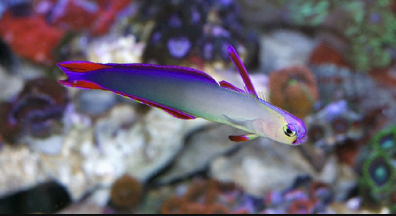 Firefish Purple Goby