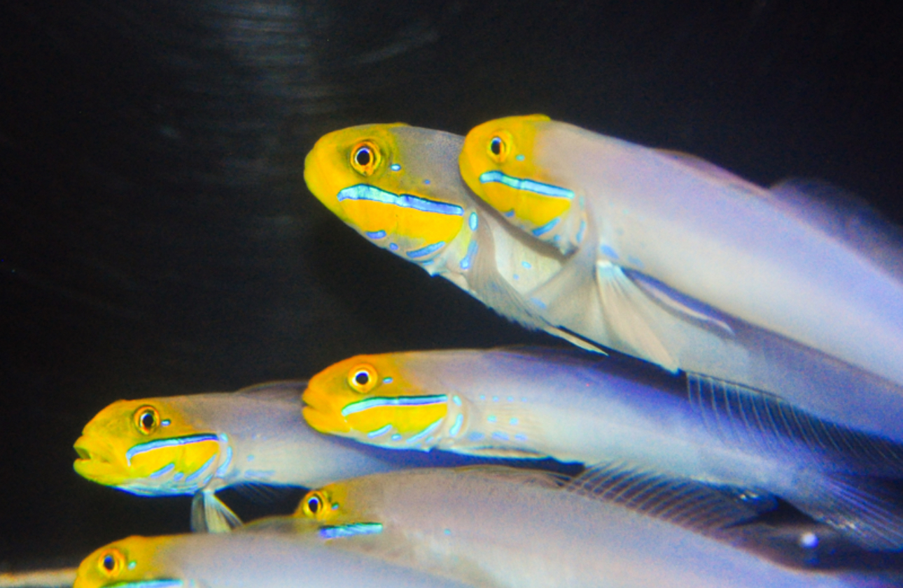 Gold Head Sleeper Goby