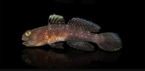 Watchman Bluefin Goby