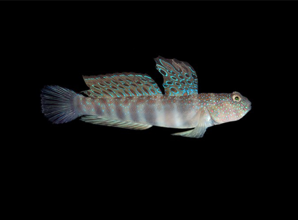 Watchman Pink Spotted Goby
