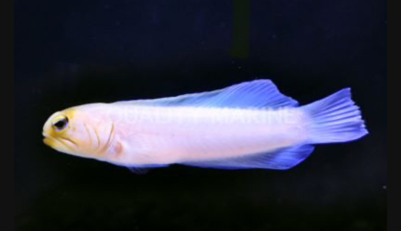 Pearly Jawfish