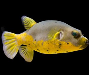 Dogface Gold Belly Puffer