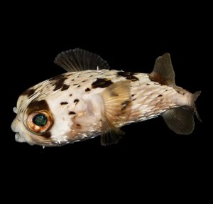 Porcupine Puffer