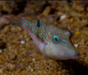 Sharpnose Bennett's Puffer