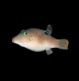 Toby Pearl Lg Puffer
