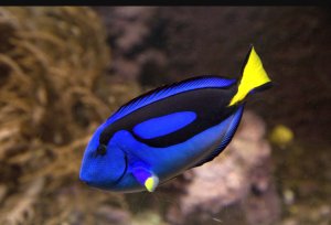 Blue Hepatus Sm Tang