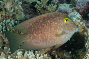 Bristletooth Squaretail Md Tang