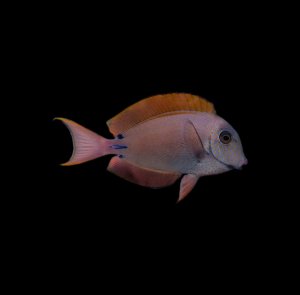 Lavender (Spot Cheeked) Tang