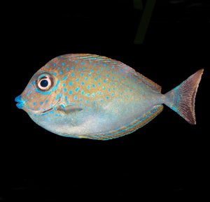 Naso Vlamingii Sm Tang