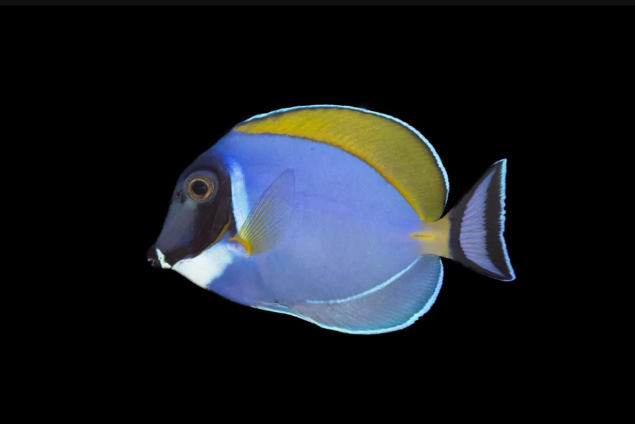 Powder Blue Tang swimming in a reef aquarium, showcasing its vibrant blue body and yellow dorsal fin