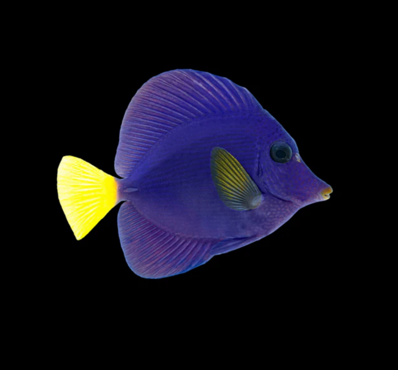 Purple (RS) Tang