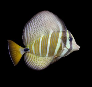 Sailfin Veliferum Sm Tang