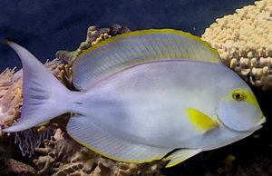 Surgeon Yellowfin Tang