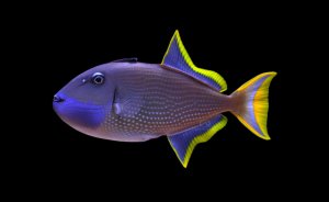 Bluejaw-Male Trigger