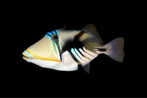 Humu Humu Sm Trigger