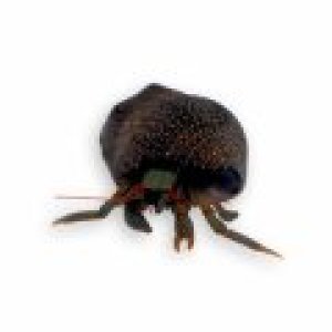 Red Leg (FL) Hermit Crab