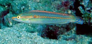 Blue Side Cyanopleura Wrasse