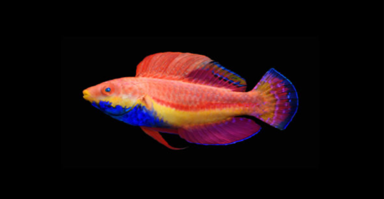 Blue Throat Fairy Wrasse