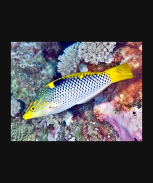Checkered Marble Wrasse