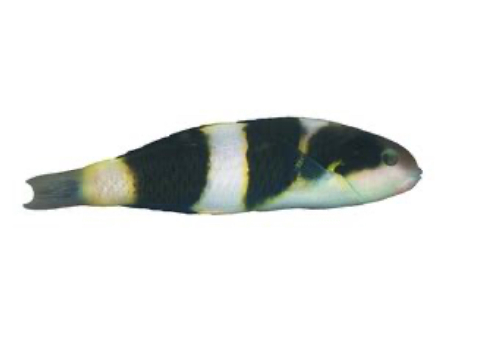 Janseni Wrasse