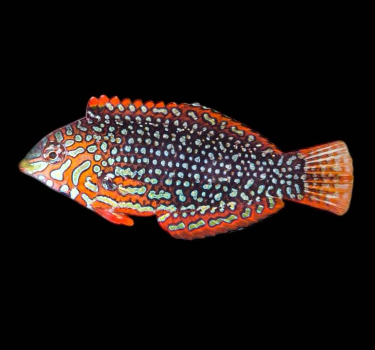 Leopard Ornate Wrasse