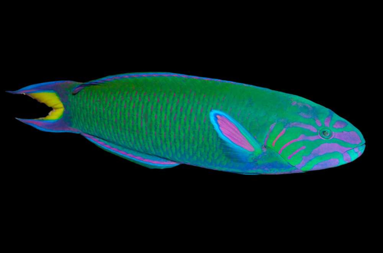 Lunare Thalassoma Wrasse