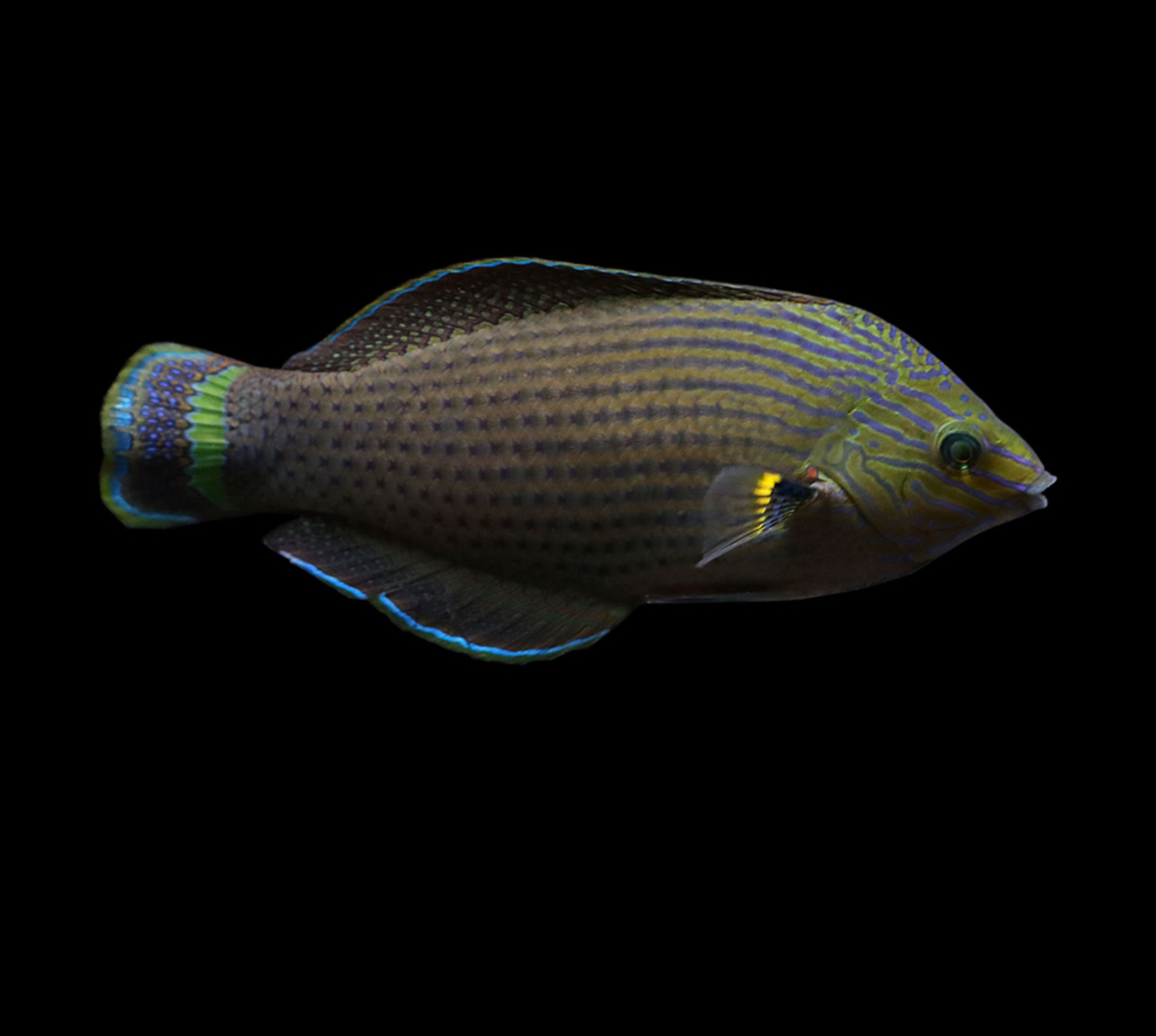 Marginatus Dusky Wrasse