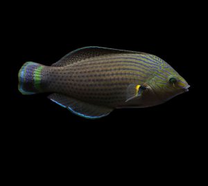 Marginatus Dusky Wrasse