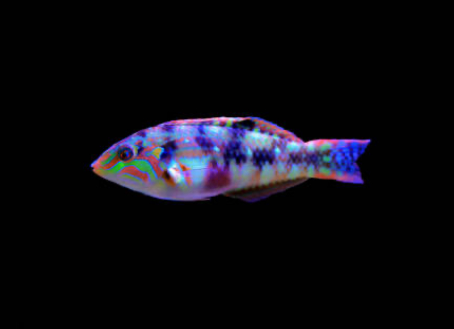 Nebulous Wrasse