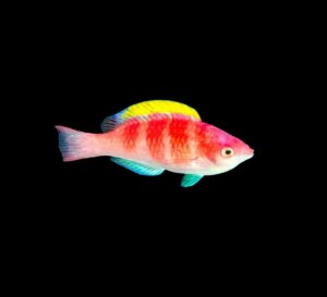 Yellowfin Fairy Wrasse