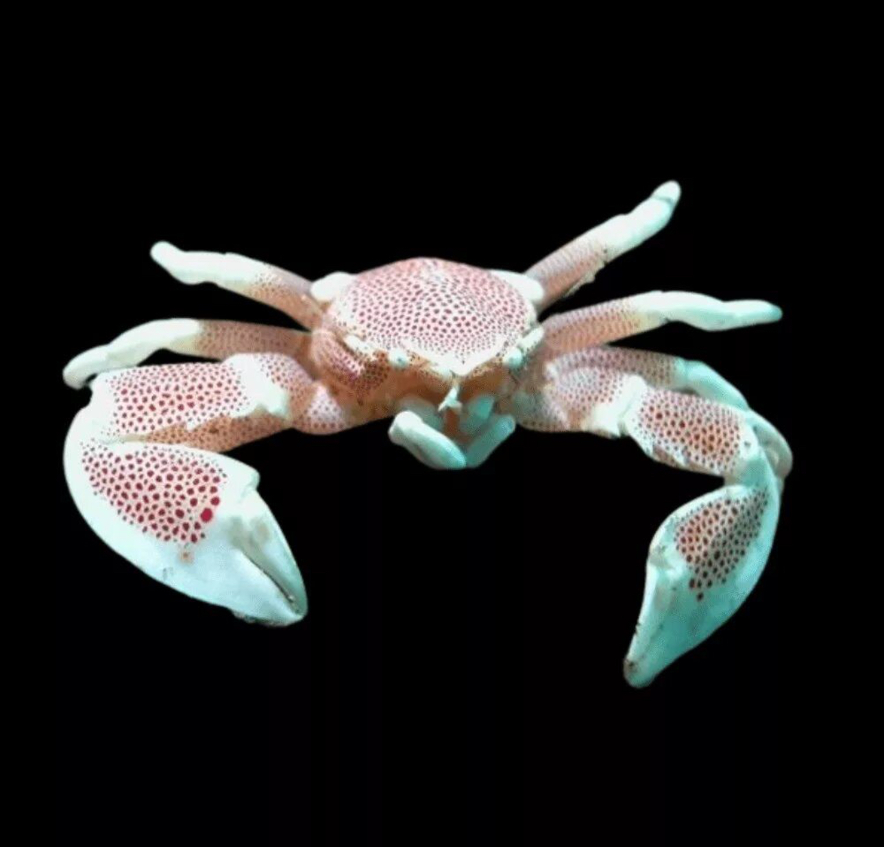 Porcelain Crab
