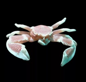 Porcelain Crab