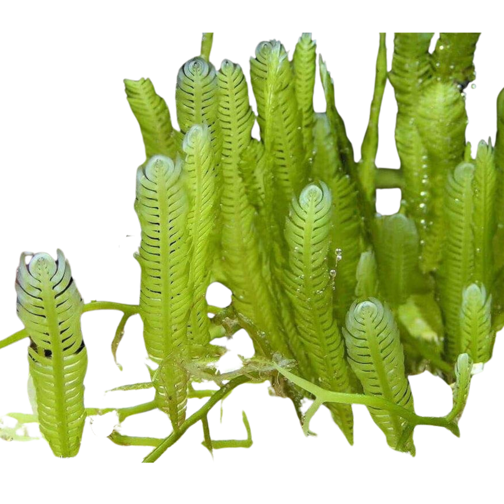 Caulerpa Mexican Macroalgae
