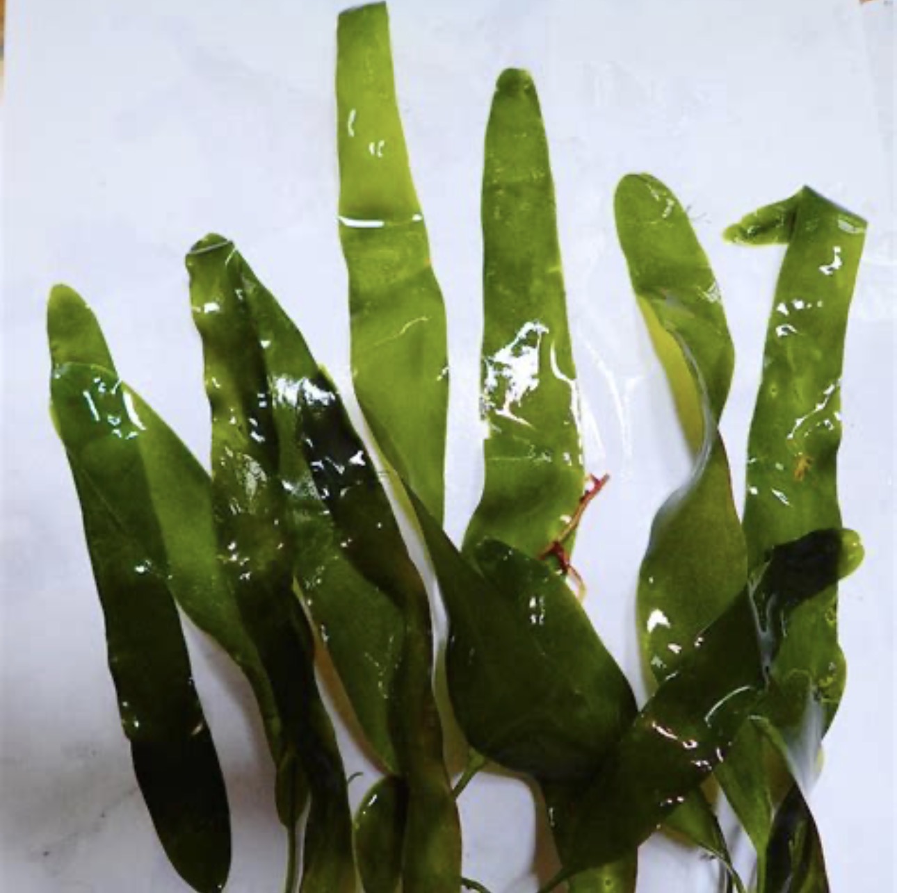 Caulerpa Mexican Macroalgae