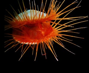 Flame Scallop