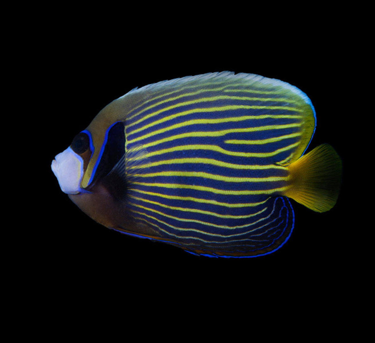 Imperator-Adult Angel